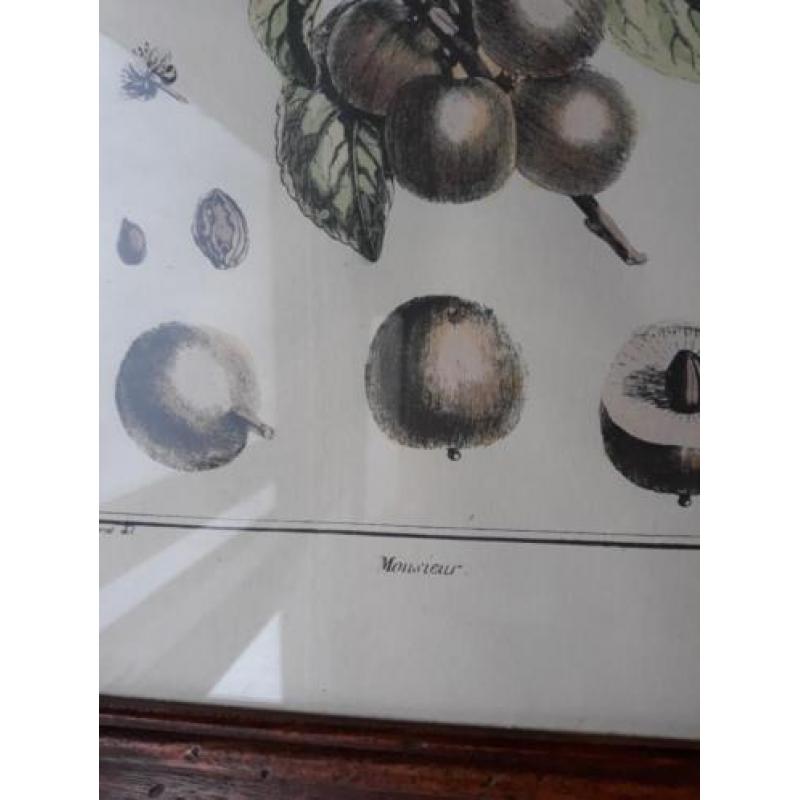 Botanische tekening mango .In antiek houten lijst