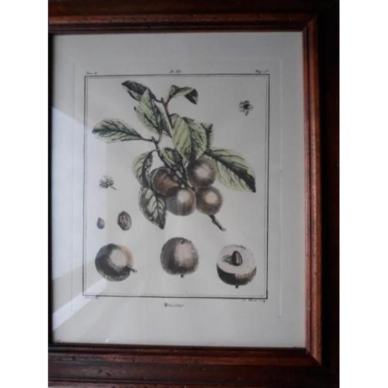 Botanische tekening mango .In antiek houten lijst