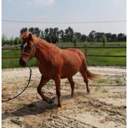 Haflinger x Quarter Horse merrie van 7 jaar