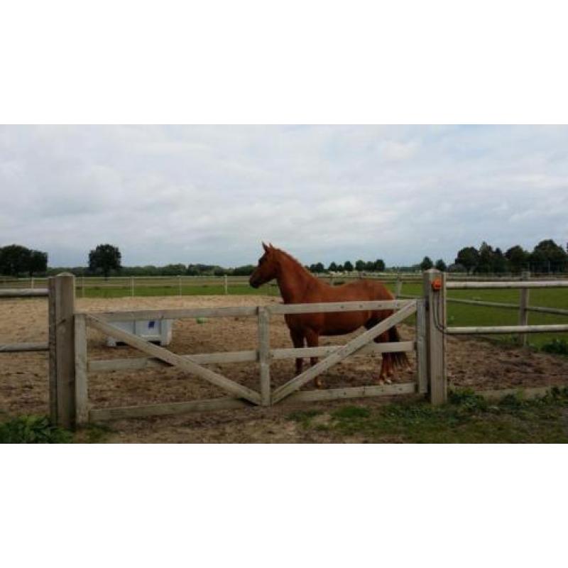 Haflinger x Quarter Horse merrie van 7 jaar