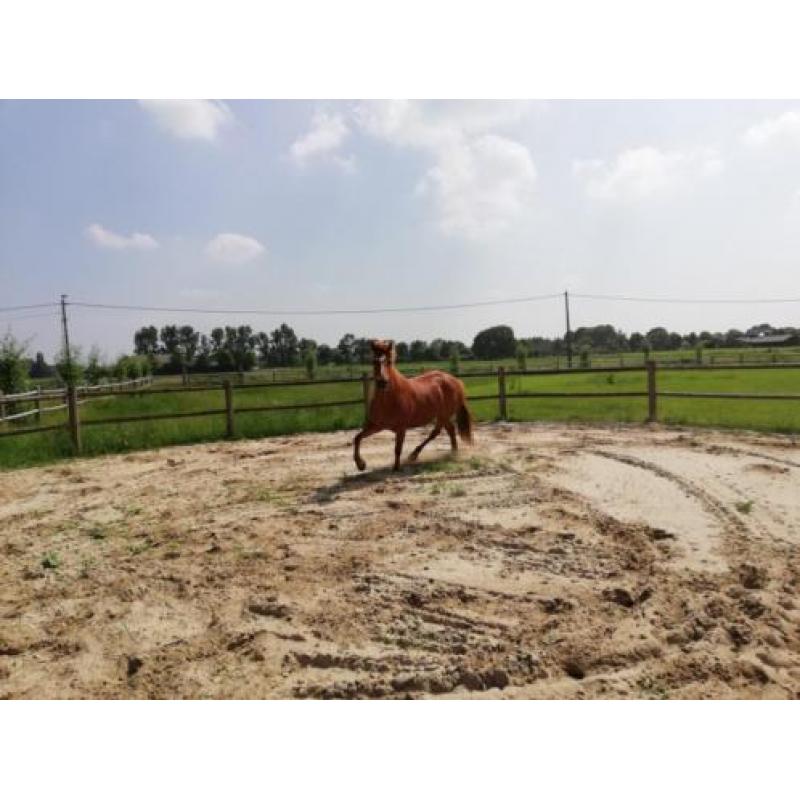 Haflinger x Quarter Horse merrie van 7 jaar