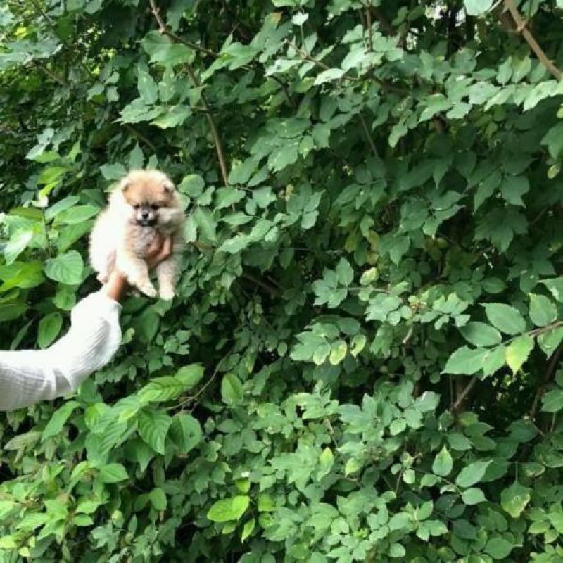 Pomeriaan 2 reutjes mini met stamboom FCI