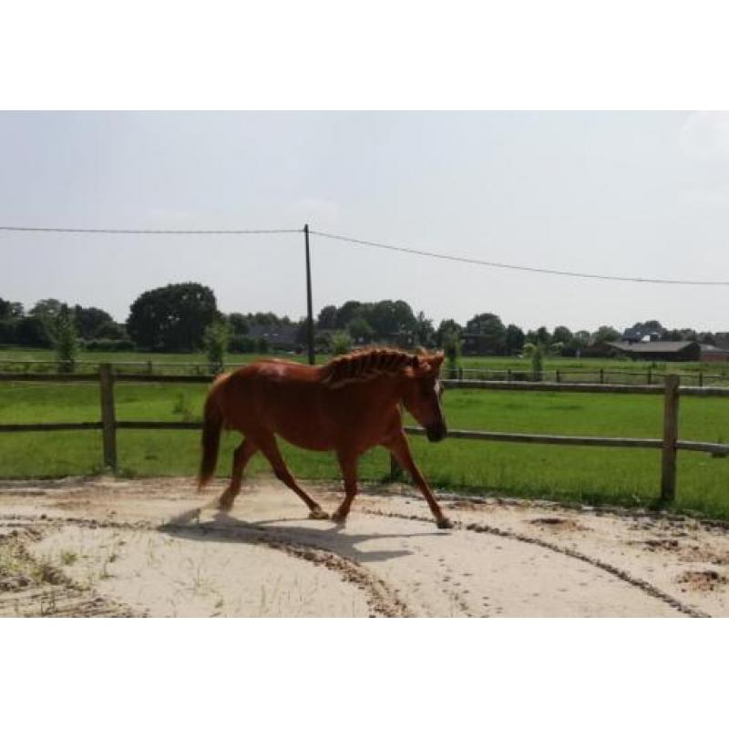 Haflinger x Quarter Horse merrie van 7 jaar