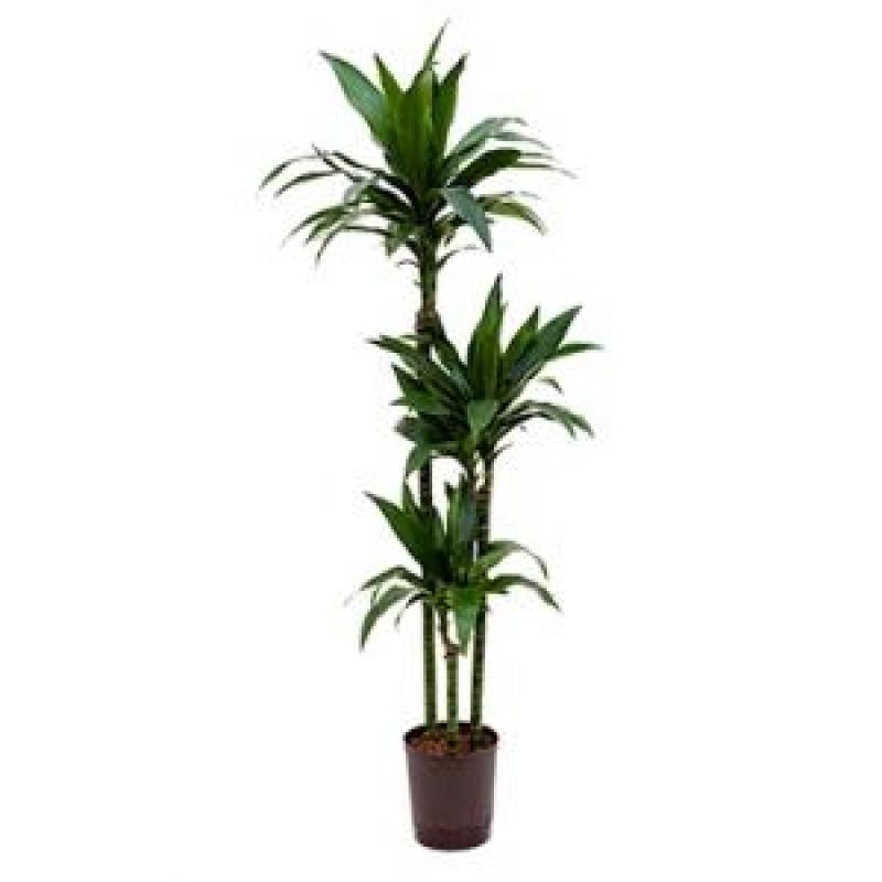 Dracaena janet craig trio hydrocultuur plant